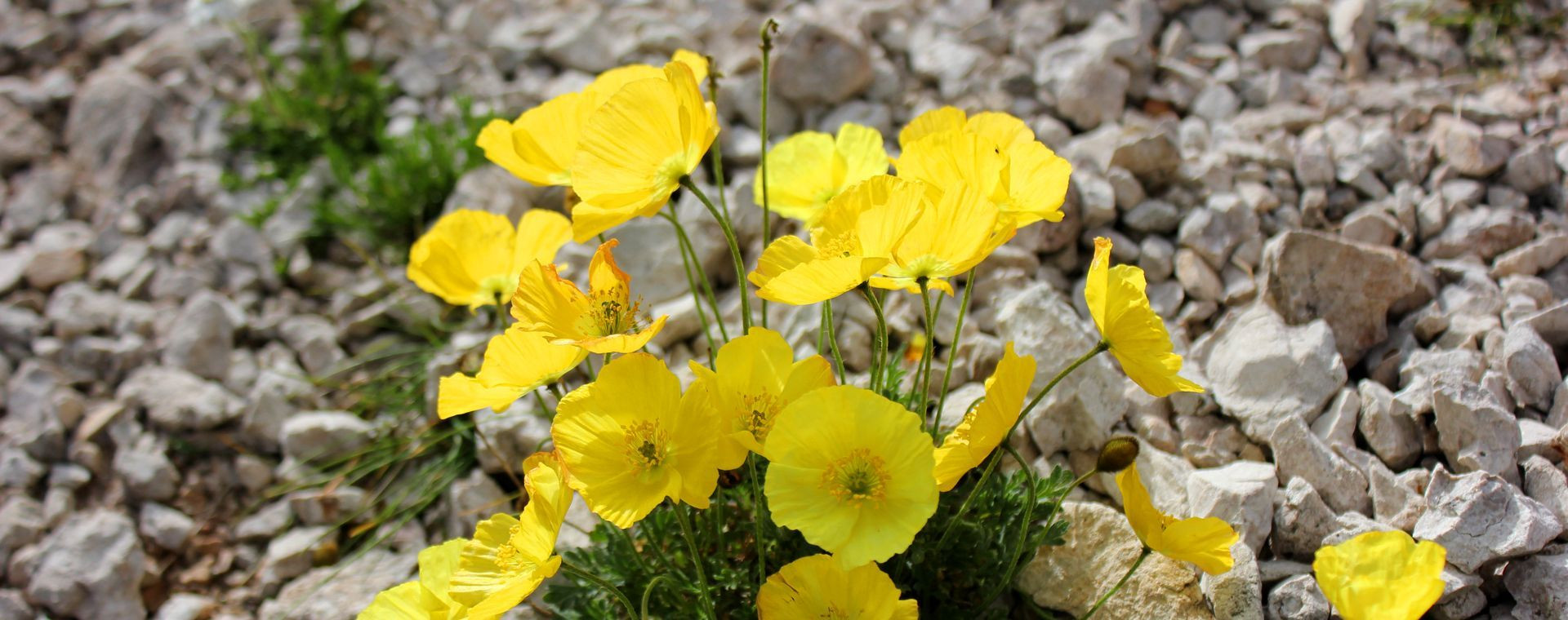 Pavots jaunes des Alpes parmi les éboulis - Dolomites - Italie